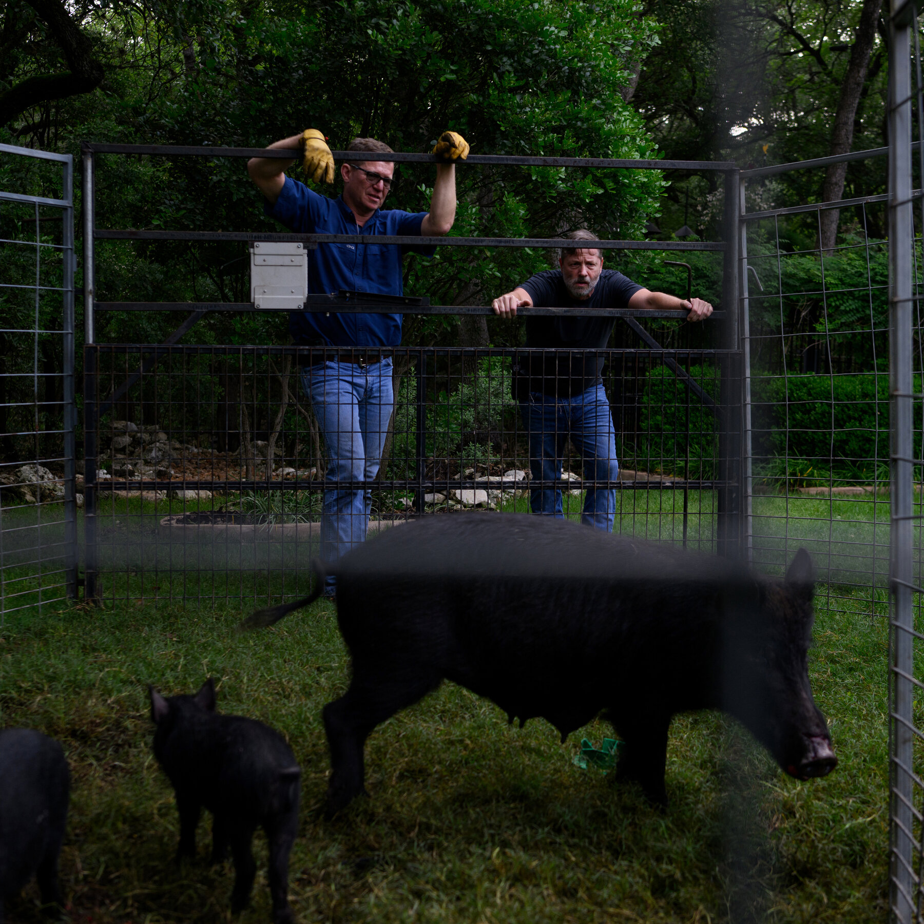 The Feral Hog Menace: Strategies for Dealing with 30 to 50 Wild Swine