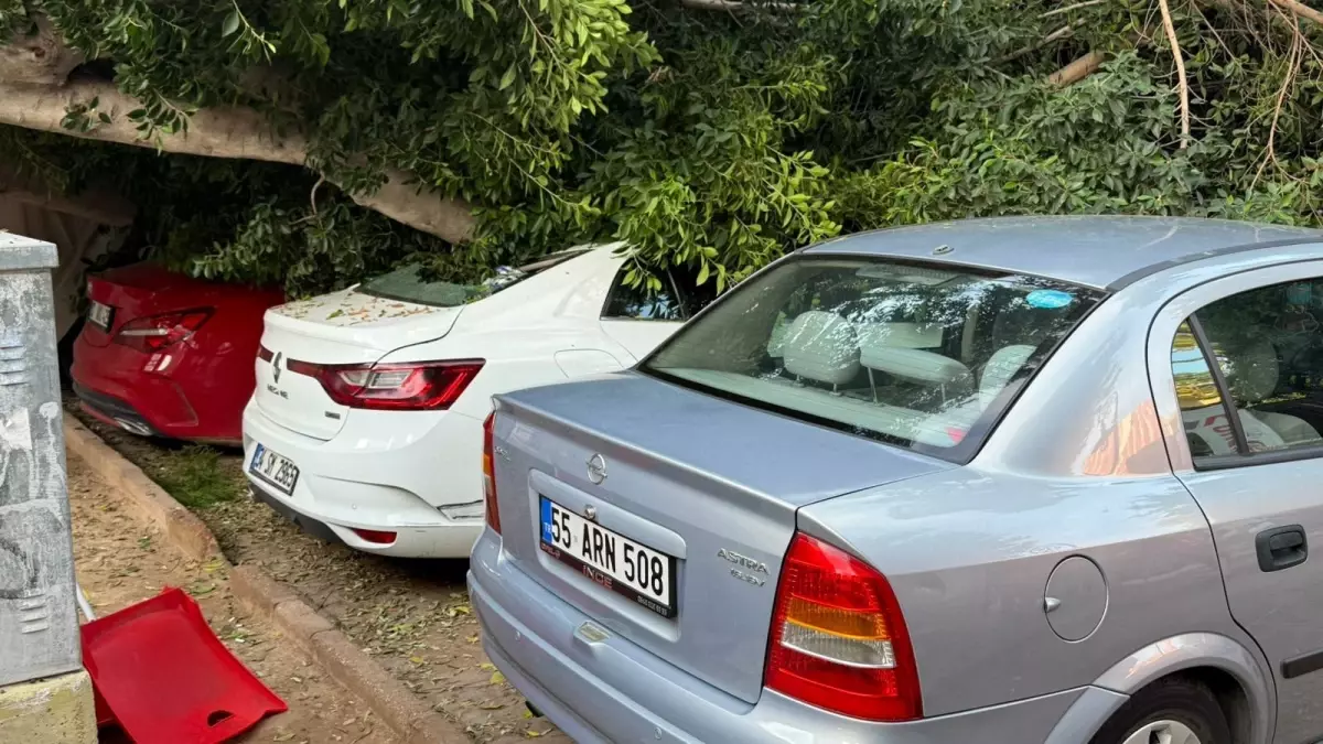 Ağaç Devrilmesiyle 5 Otomobil Hasarlandı