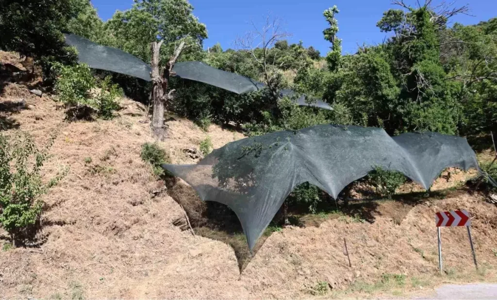 Aydın’da Don Afeti Mağdurlarına 50 Milyonluk Destek