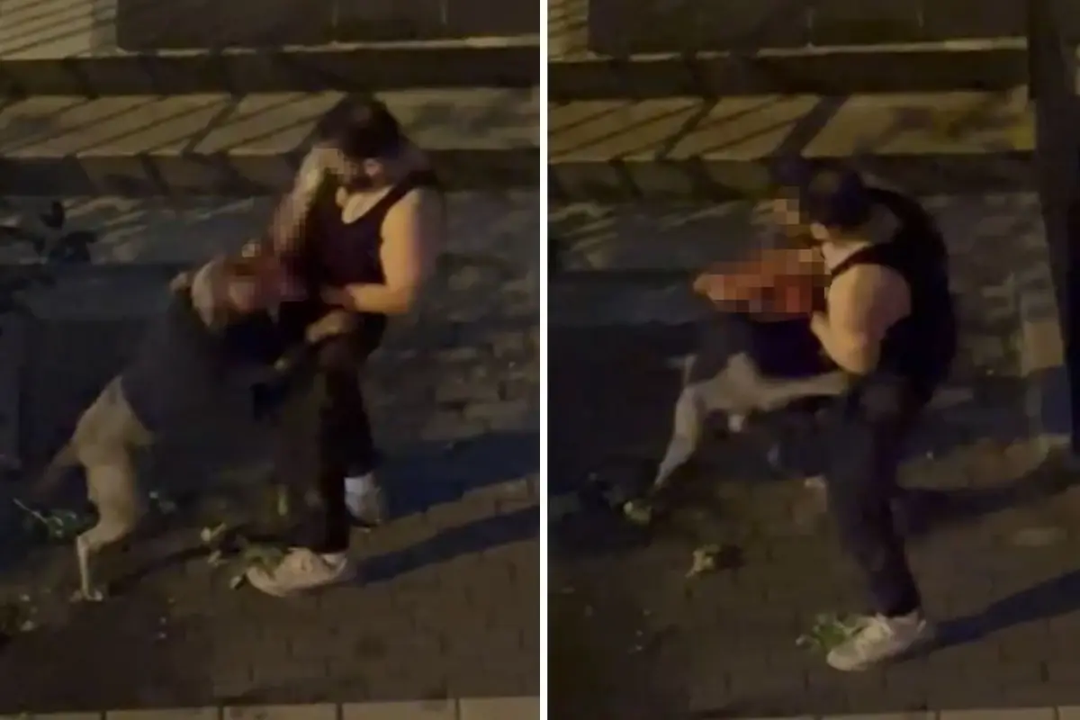 Pitbull Sahibine Saldırdı: İstanbul’da Dehşet Anları