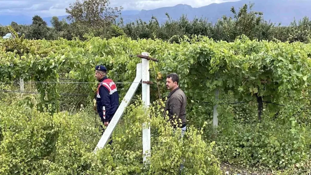 Üzüm Üreticileri Hırsızlıklara Karşı Jandarma ile Omuz Omuza