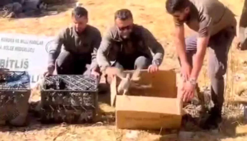 Bitlis’te Kınalı Kekliklerin Kaçak Ticareti Engelleniyor