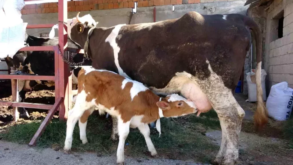 Çalınan Buzağı Annese Kavuştu, Yürekler Isındı