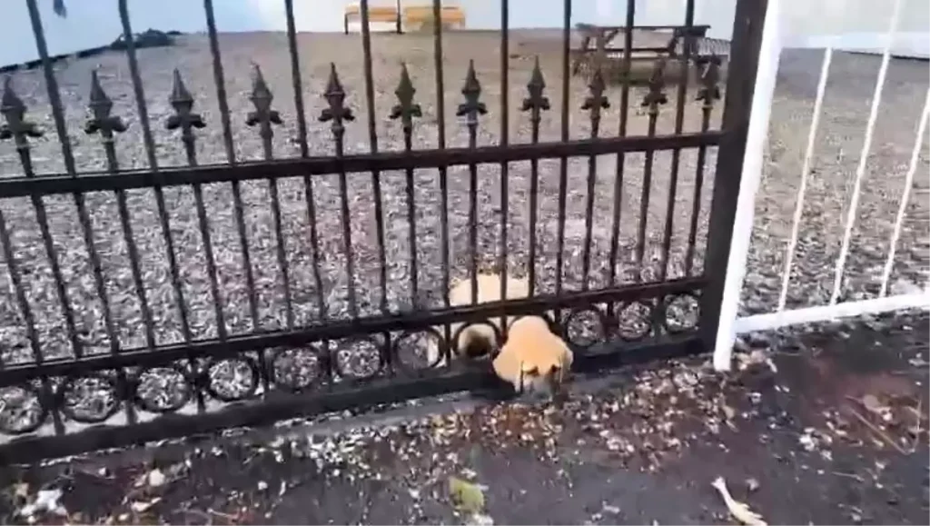 İtfaiyeden Yavru Köpeğe Hızlı Müdahale