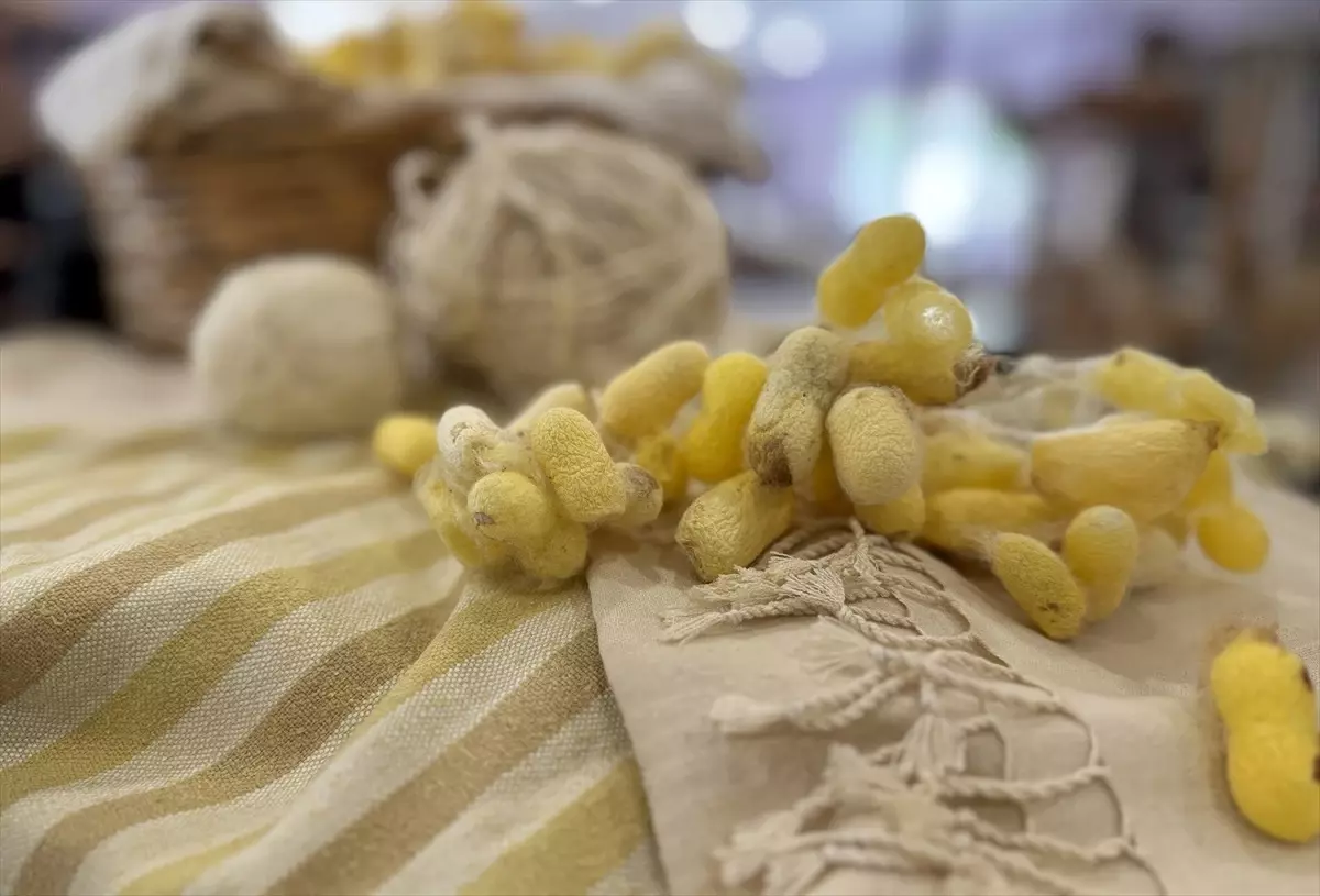 Depremden Kurtulan İpek Böcekleri Tescilleniyor