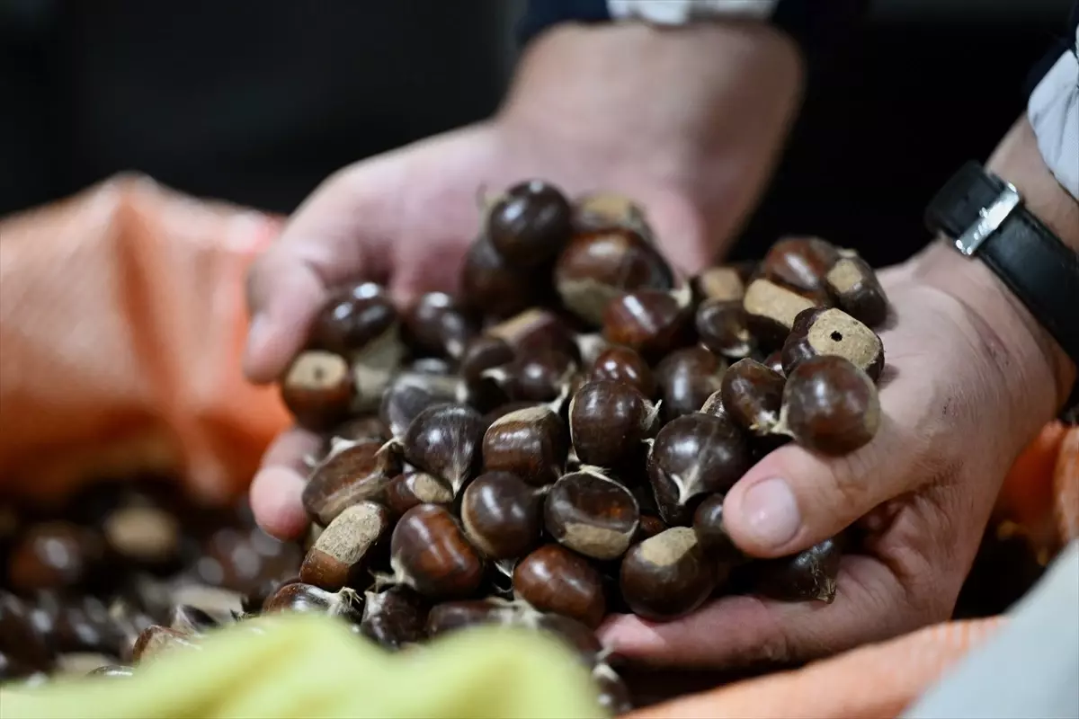 Düzce’de Ünlü Kestane Mezadı Açıldı