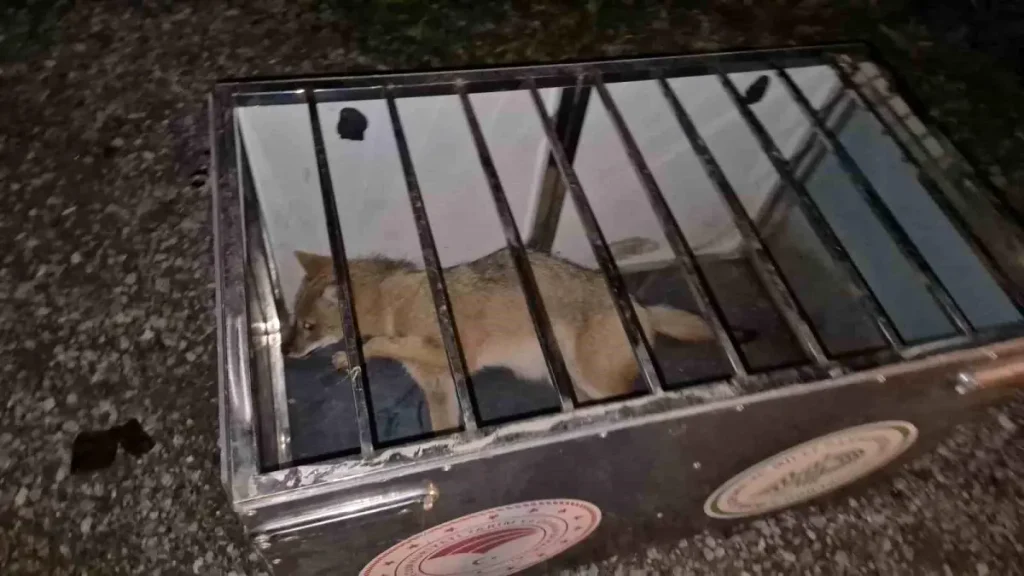 Tilkiden Ayrılmadılar: İki Genç Hayvansever