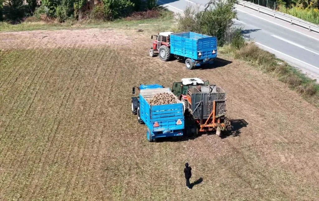 Erzincan’da Şeker Pancarı Hasadı Başladı