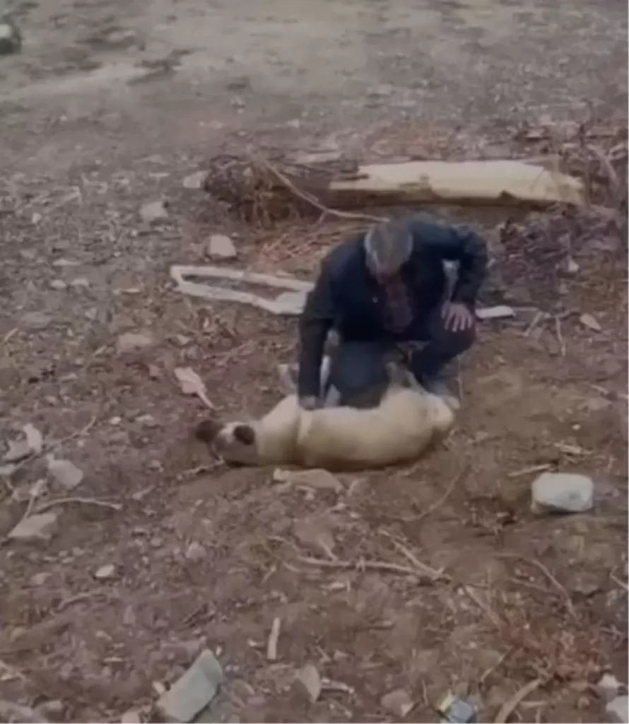 Köpeği Kalp Masajı ile Hayata Döndürdü