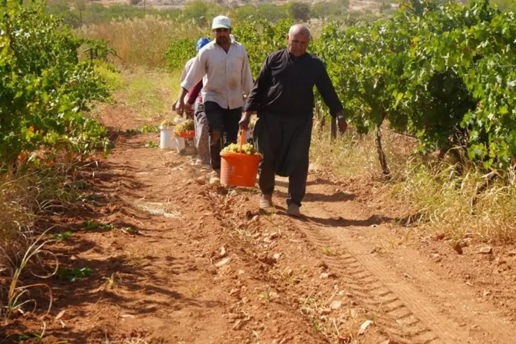 Gaziantep’te Üzüm Üretimi Modern Yöntemlerle Artıyor