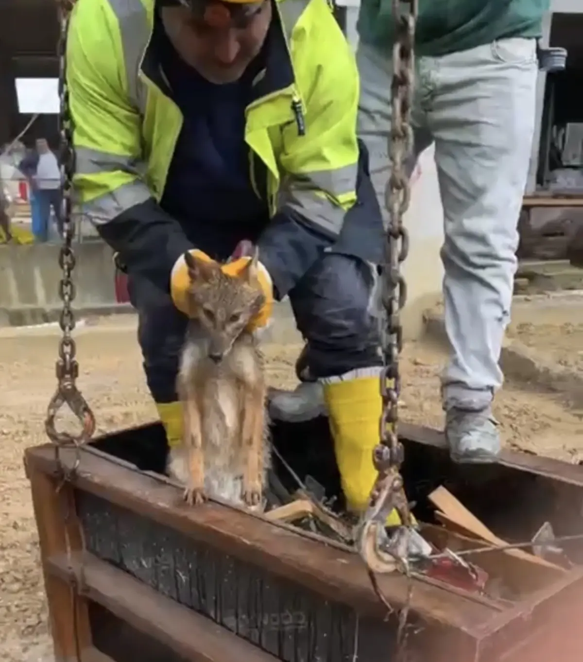 Üniversite Kampüsünde İnşaat Çukuruna Düşen Tilki Kurtarıldı