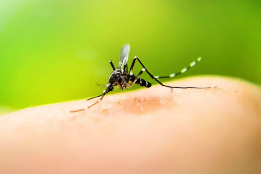 İzlanda’da Doğada Sivrisinek Tespit Edildi