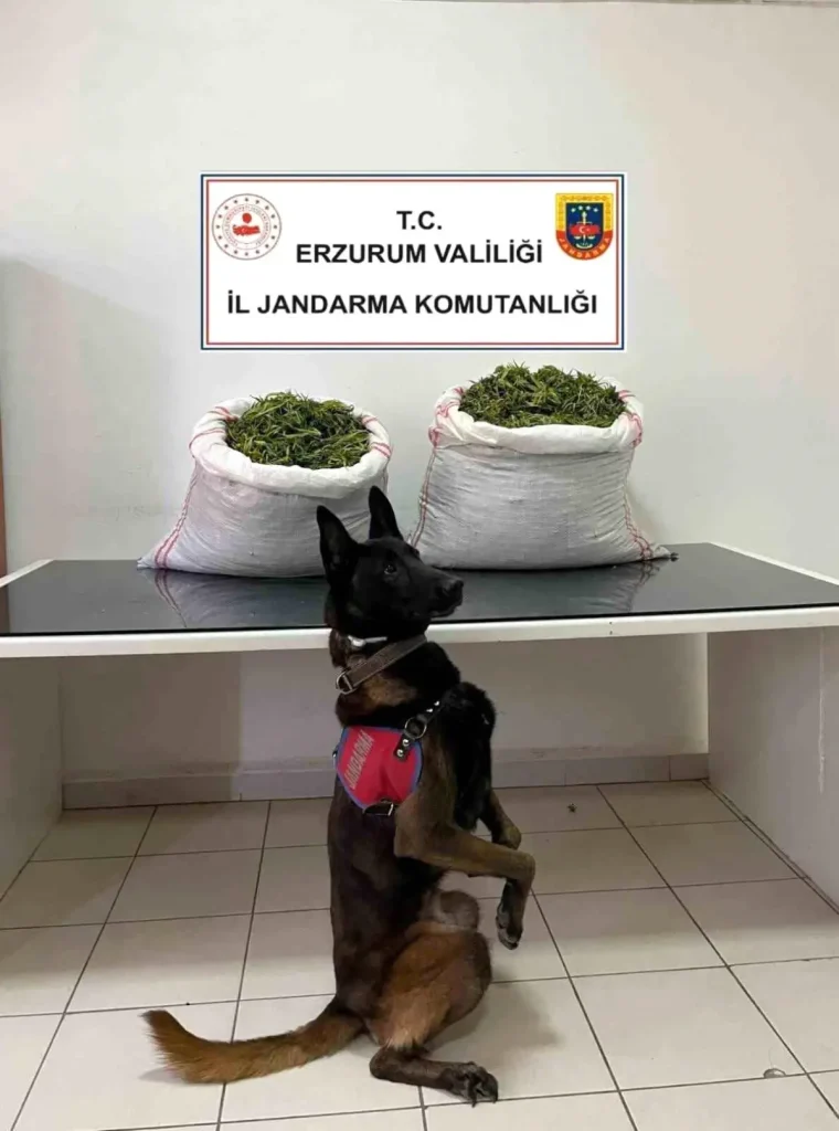 Erzurum’da Jandarma Operasyonu: 32 Kilogram Esrar Ele Geçirildi