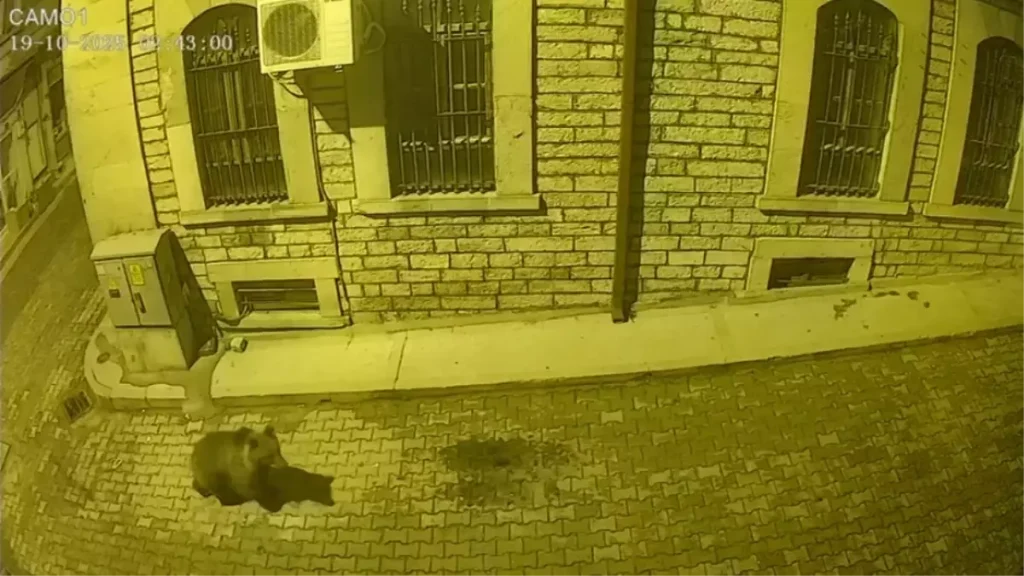 Ayı İnebolu İlçe Merkezine İndi, Panik Yaşandı