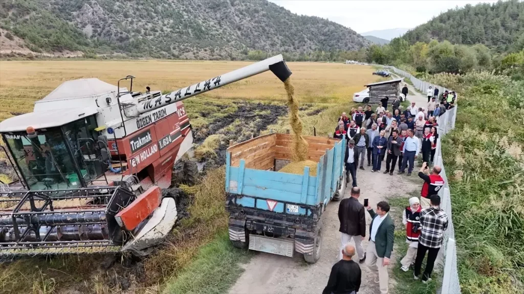 Kastamonu’da Dezavantajlı Alanlarda Çeltik Hasadı Gerçekleştirildi