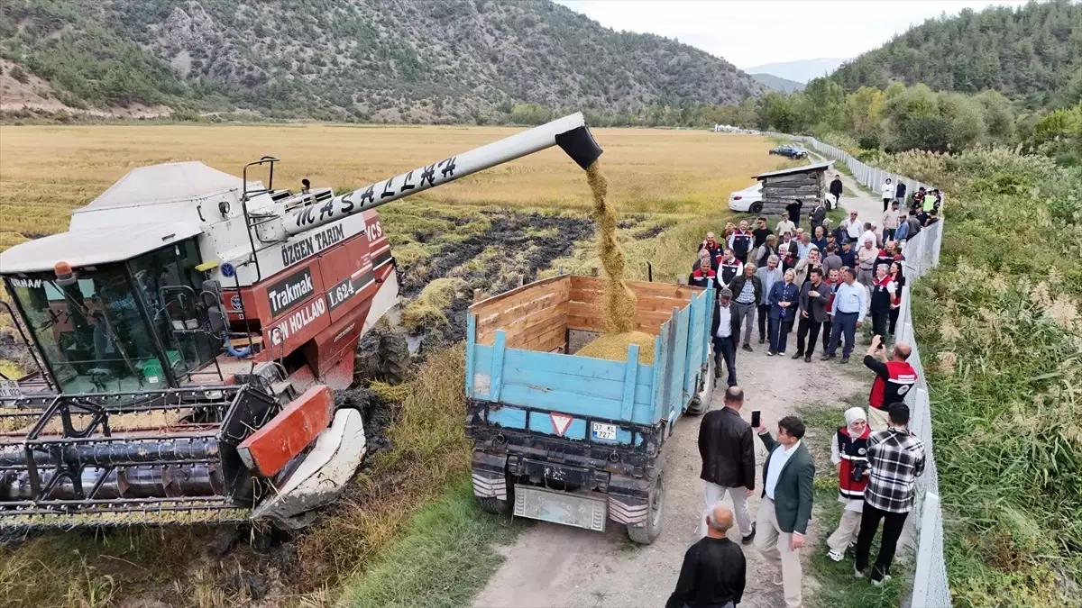 Kastamonu’da Dezavantajlı Alanlarda Çeltik Hasadı Gerçekleştirildi