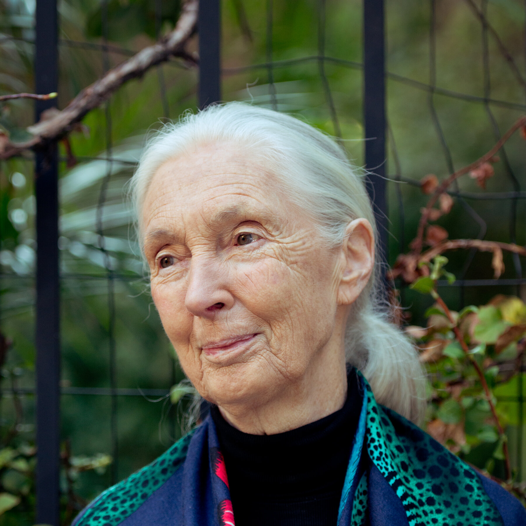 Renowned Primatologist Jane Goodall Passes Away at 91