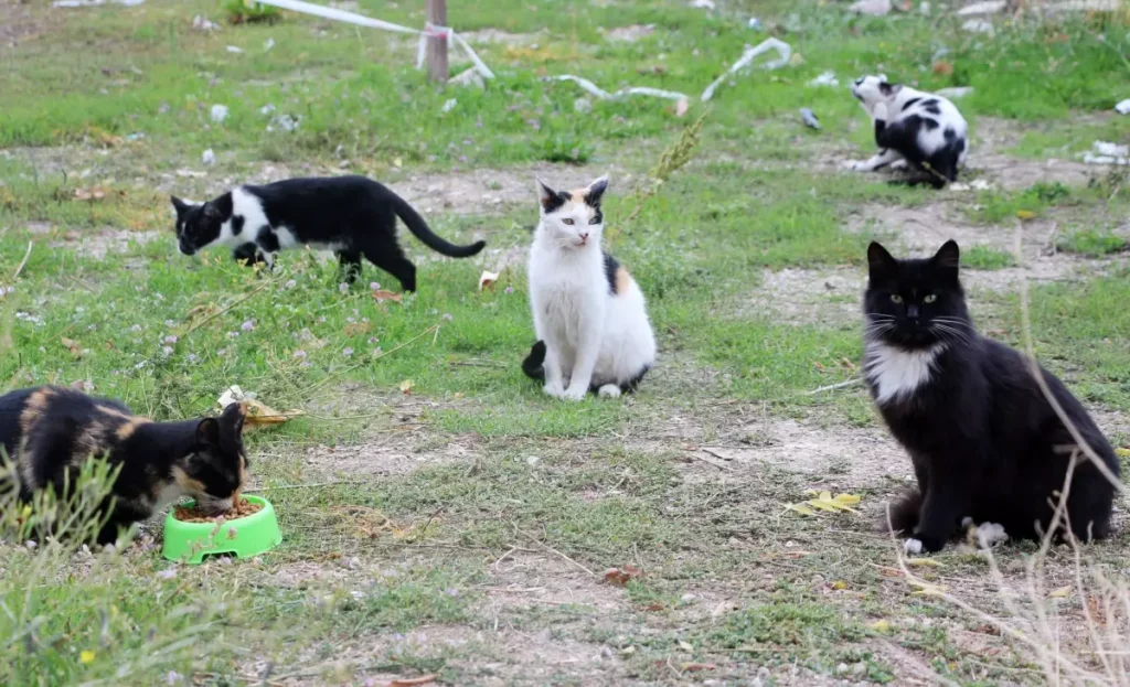 Isparta’da Baro, Sahipsiz Kedilerin Patilerini Kesenleri Arıyor