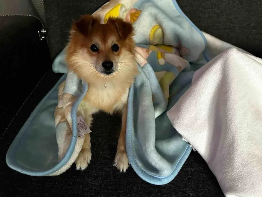 Köpek Sever Aileden 50 Bin Lira Ödüllü Çağrı