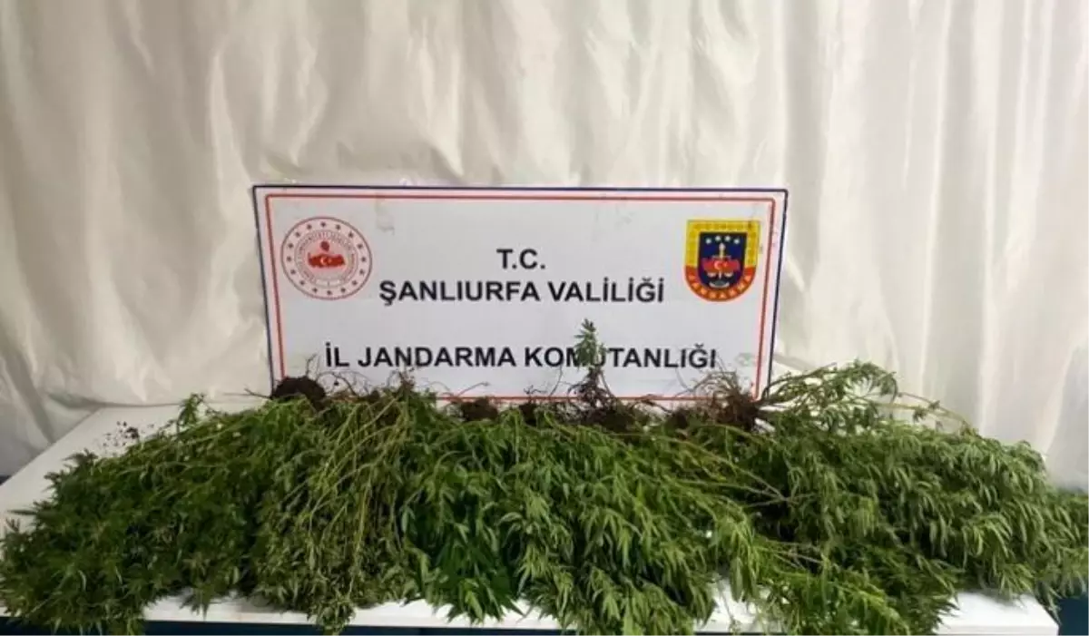 Şanlıurfa’da Jandarma Ekiplerinden Uyuşturucu Operasyonu