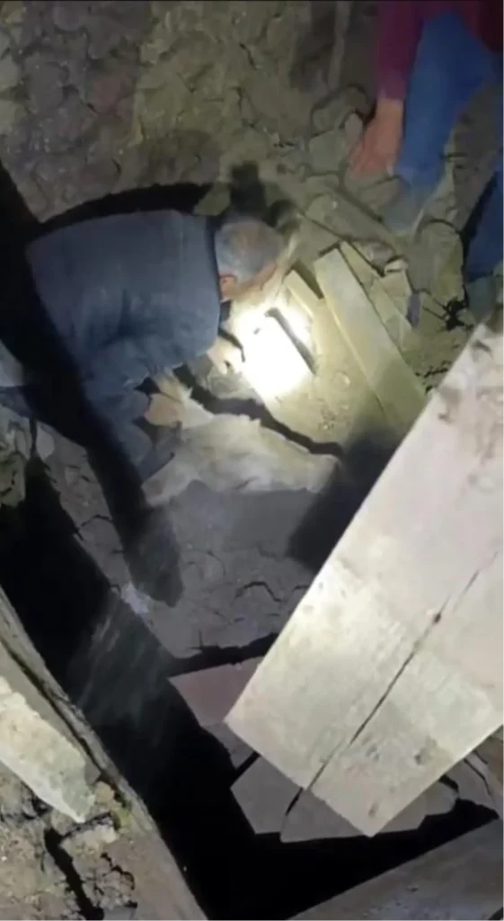 Eşek Depremde Enkazdan Sağ Çıkarıldı