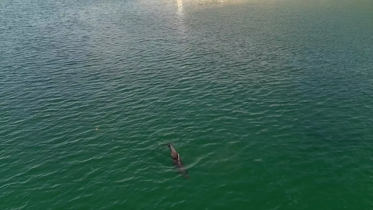 Karadeniz’de Yunus Sürüsü Dronla Görüntülendi