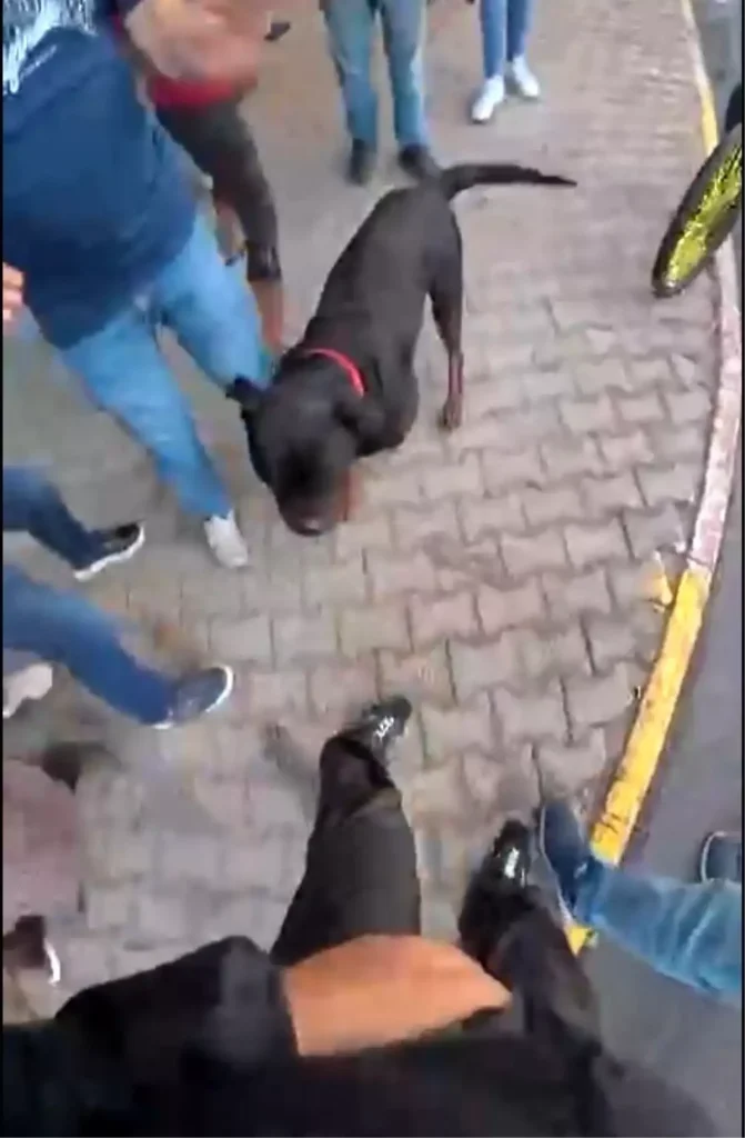 Sokakta Gezdirilen Köpek dehşeti Mersin’i Sarar