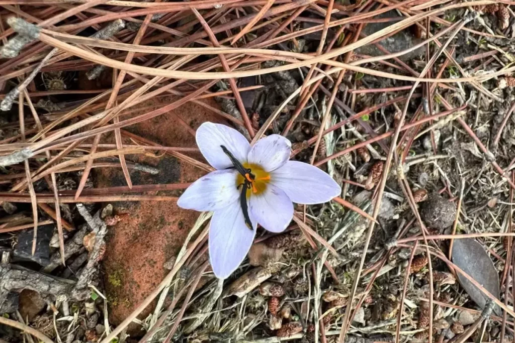 Sultan Çiğdemi Koparana 500 Bin TL’den Fazla Ceza