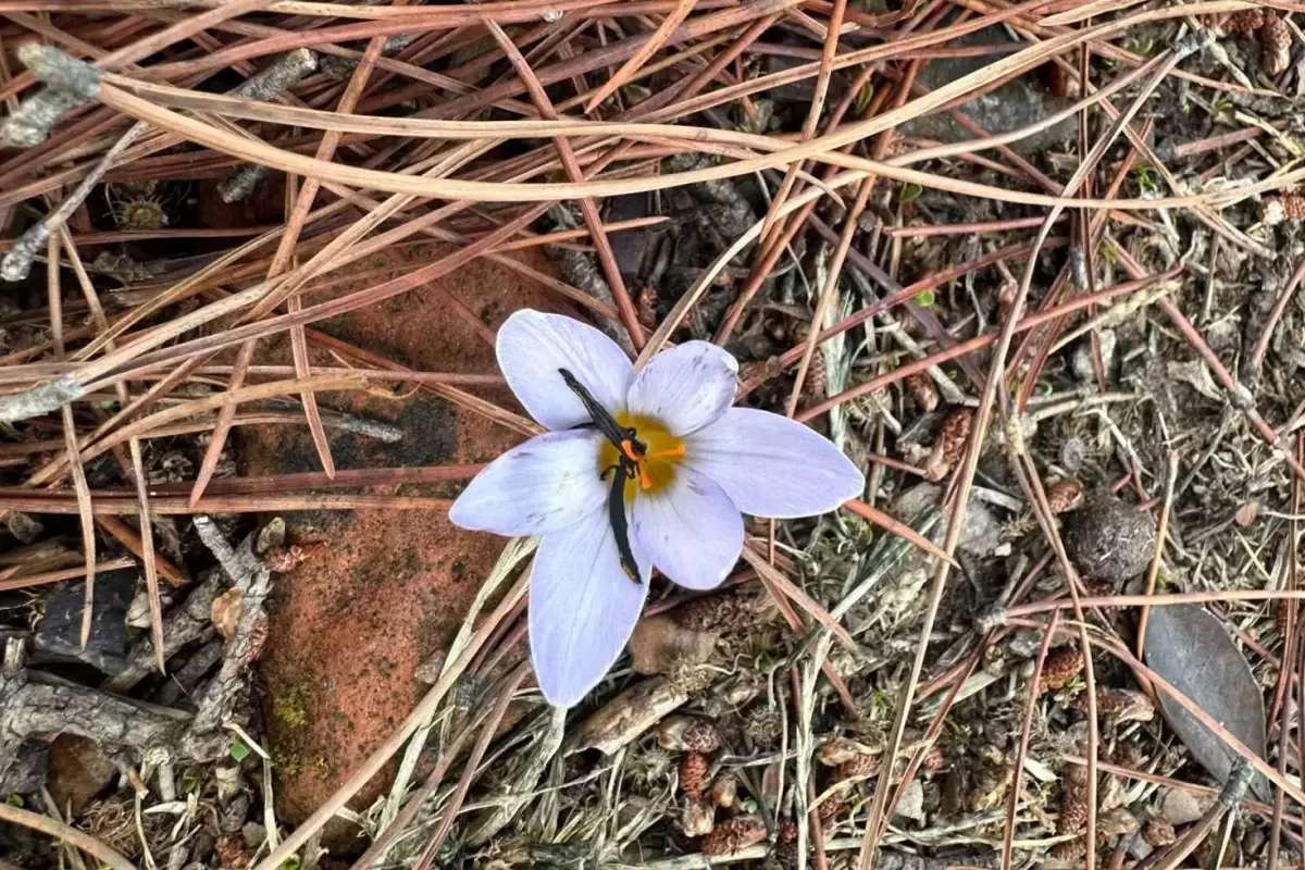 Sultan Çiğdemi Koparana 500 Bin TL’den Fazla Ceza