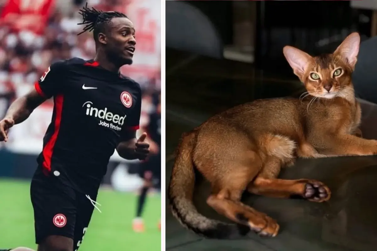 Ülkece Batshuayi’nin Kedisi İçin Seferber Olduk
