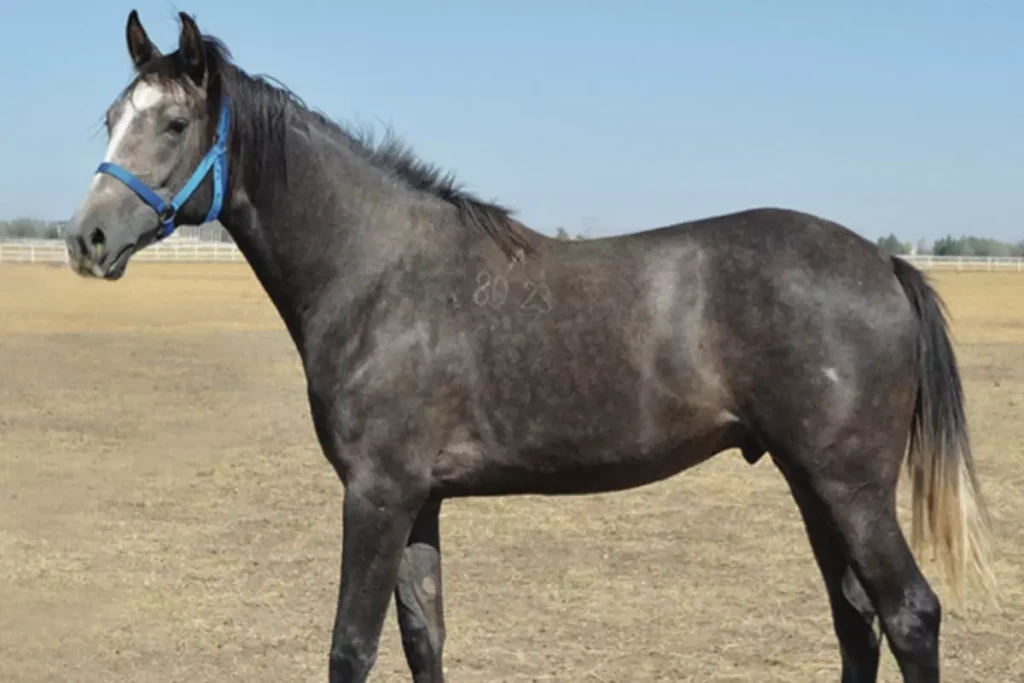 Rekor Kıran Arap Tayları İstanbul’da Satıldı