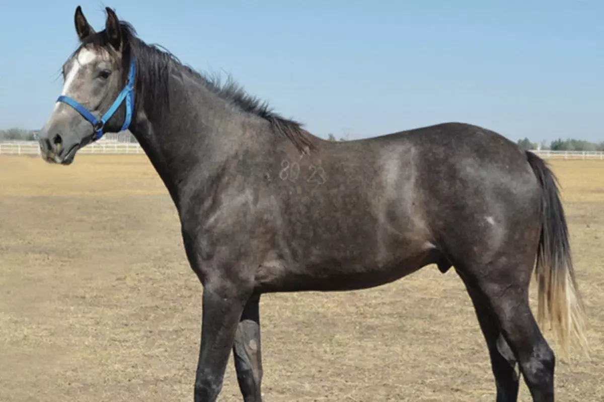 Rekor Kıran Arap Tayları İstanbul’da Satıldı