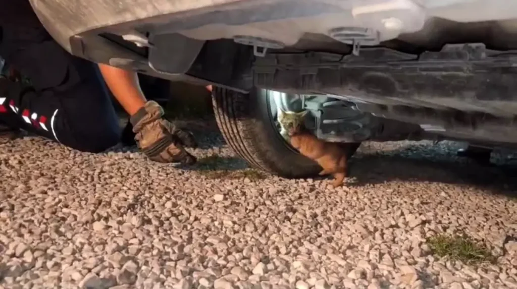 Soğuk Havada Aracın Motoruna Sığınan Yavru Kedi Kurtarıldı