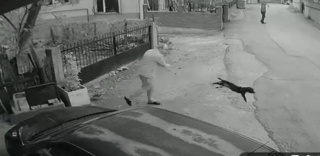 Köpeği Kuyruğundan Fırlatan Şüpheli Adli Kontrolle Serbest