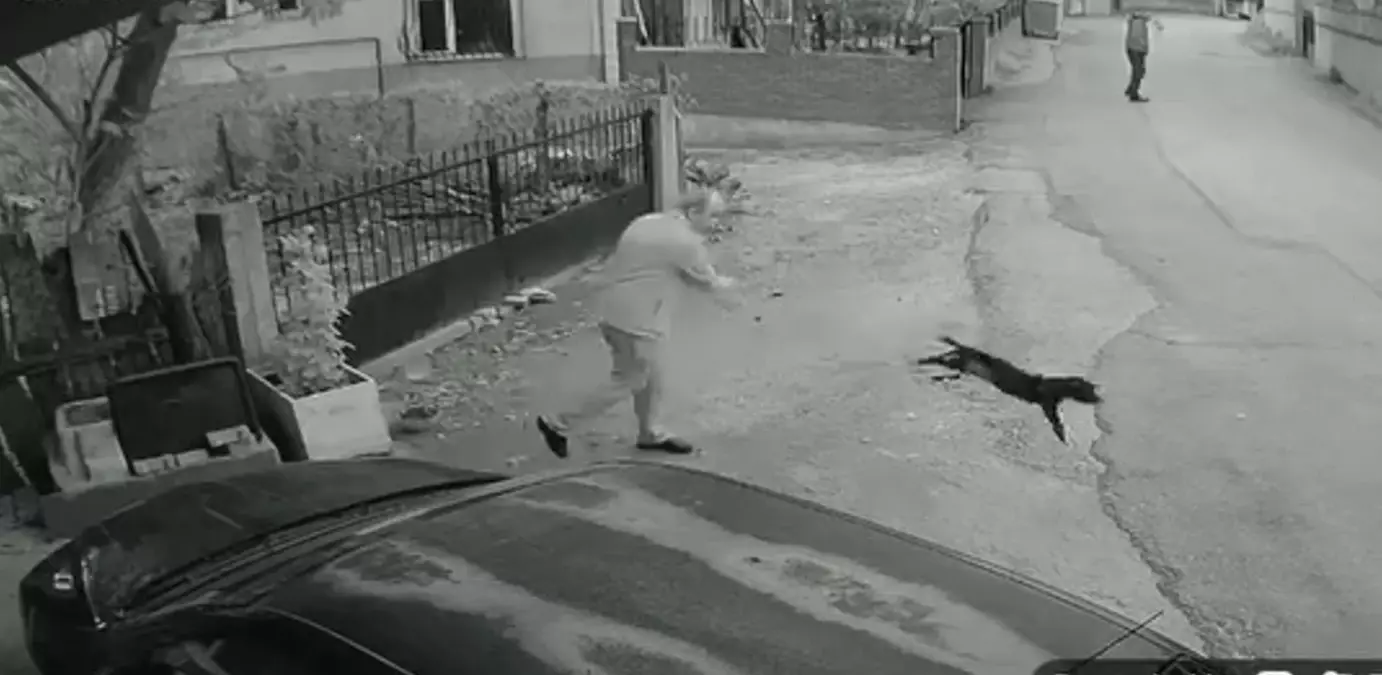 Köpeği Kuyruğundan Fırlatan Şüpheli Adli Kontrolle Serbest