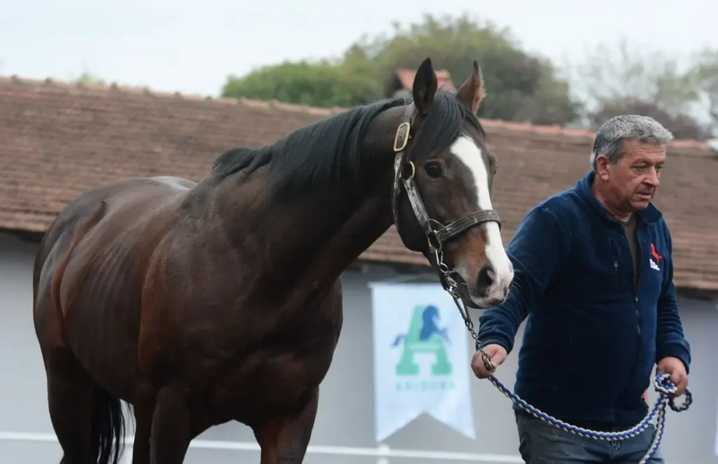 Dünyaca Ünlü Aygır Belardo Türkiye’ye Getirildi