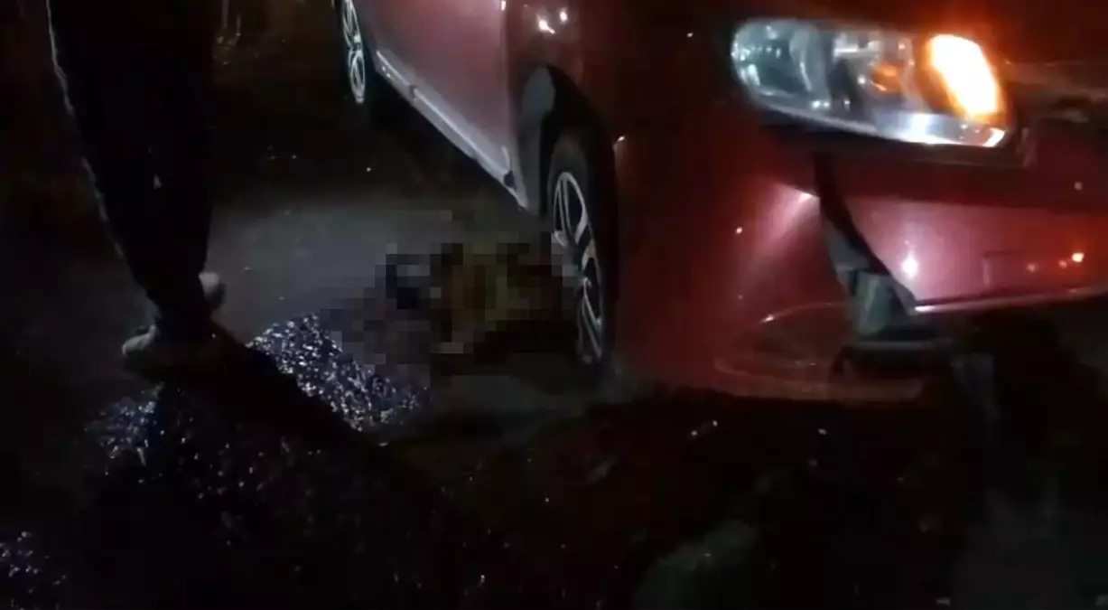 Yolun Ortasında Doğum Yapan Manda ve Yavrusu Telef Oldu