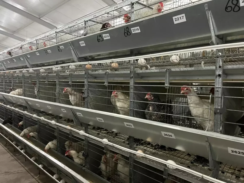 Türk Tavukçuluk Sektöründe Yapay Zeka Devrimi