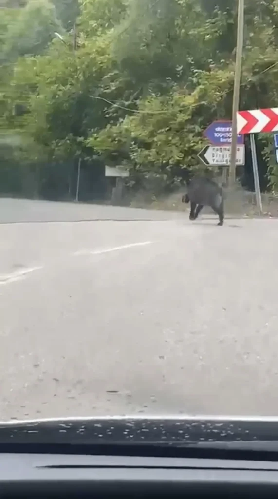 “Domuz Kaçışı: Sürücüden Şahane Kurtuluş”