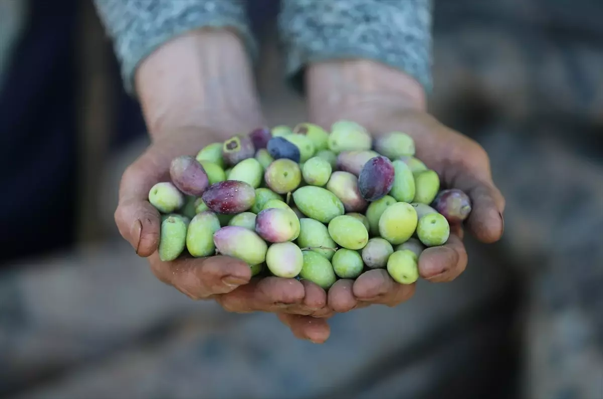 Antalya’da Zeytin Üretimi Artıyor: Coğrafi İşaretli Çeşitler Tercih Ediliyor