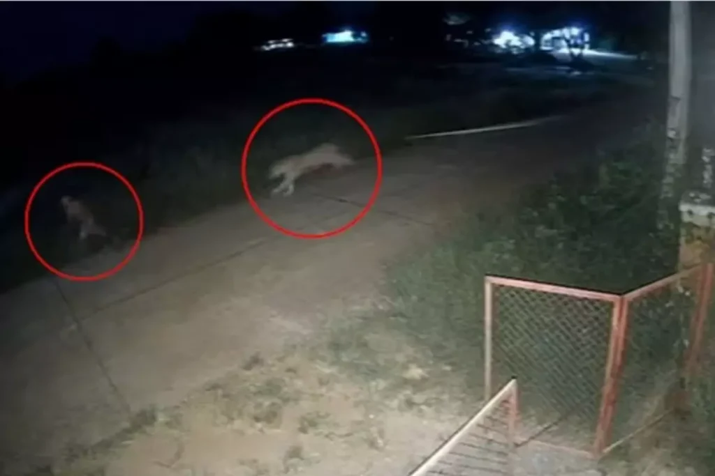 Zincirinden Kurtulan Aslanın Korkunç Saldırısı