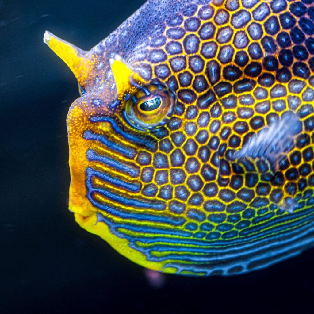 Engineers Decode Boxfish Beauty with Turing’s Reaction‑Diffusion Theory