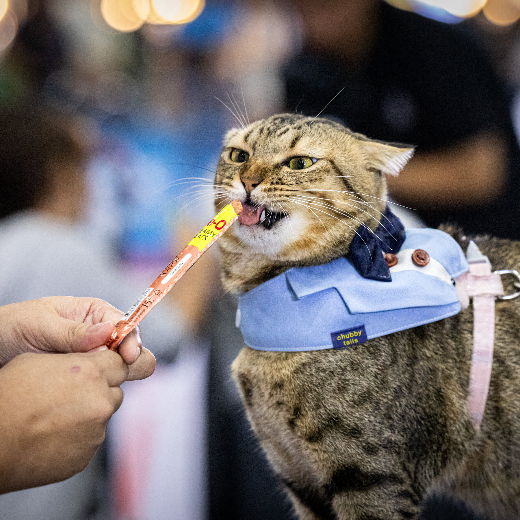 Thailand’s Furry Speedsters Take the Stage: Pets Shine in Unconventional Eating Contests