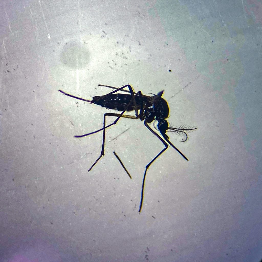 Chatbot Correspondence Invades the Letters to the Editor Page