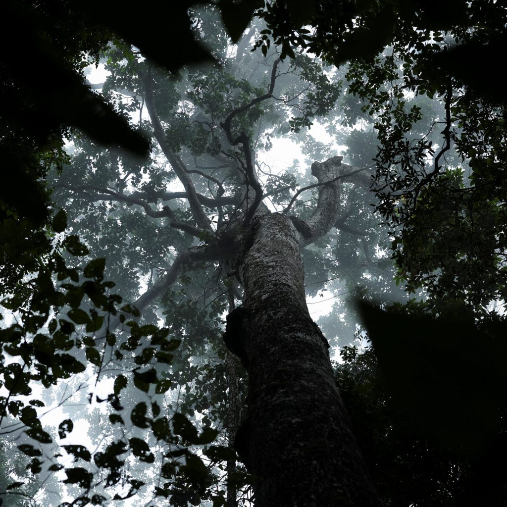 Brazil Proposes a New Type of Fund to Protect Tropical Forests