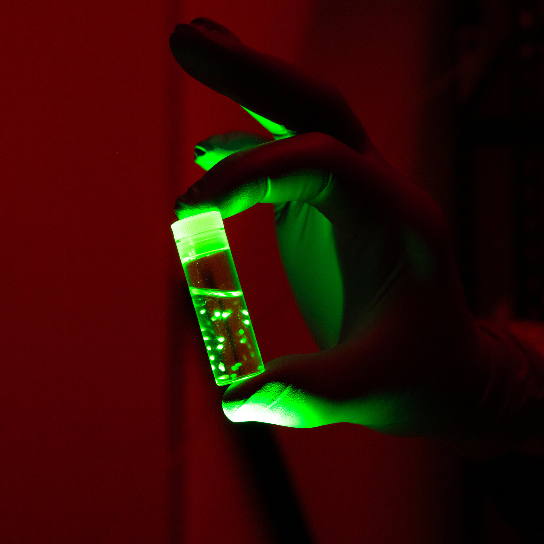 Brain Organoids Offer New Window into Human Development, but Raise Ethical Dilemmas