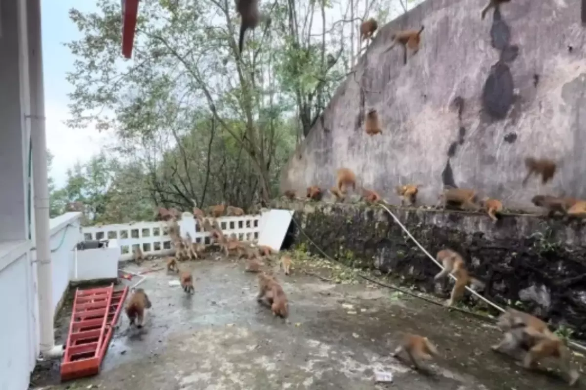 100 maymun bir anda dağdan indi: Turistler can havliyle kaçtı