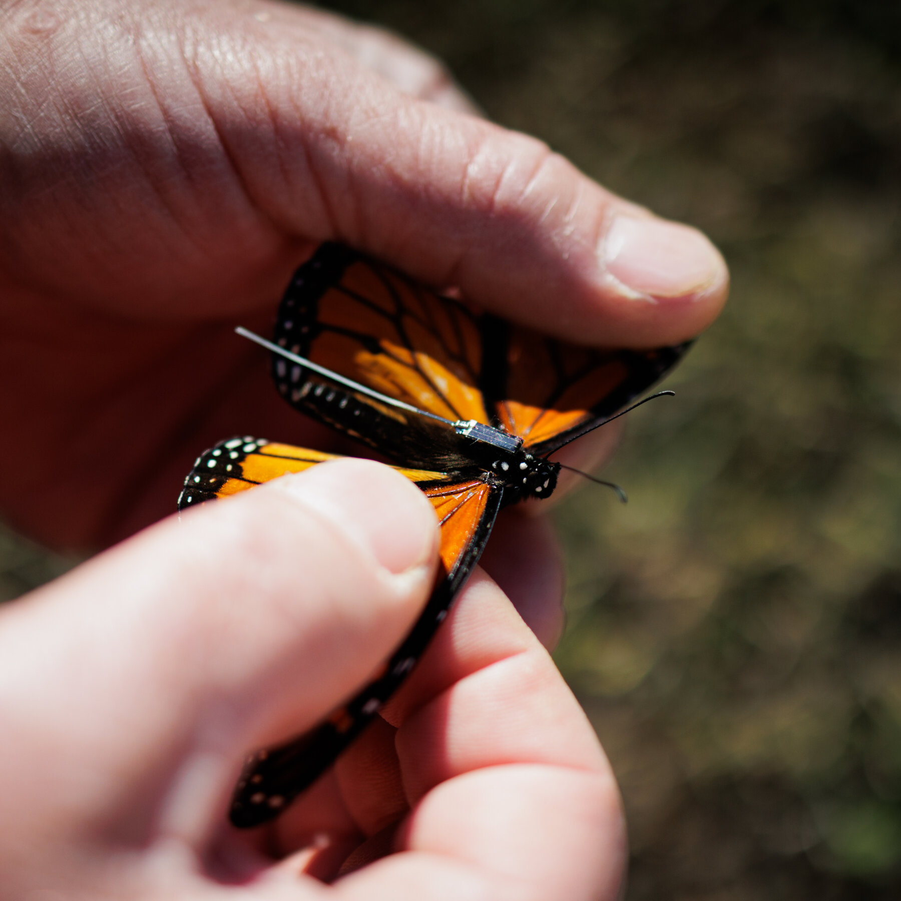 We Can Now Track Individual Monarch Butterflies – A Scientific Breakthrough