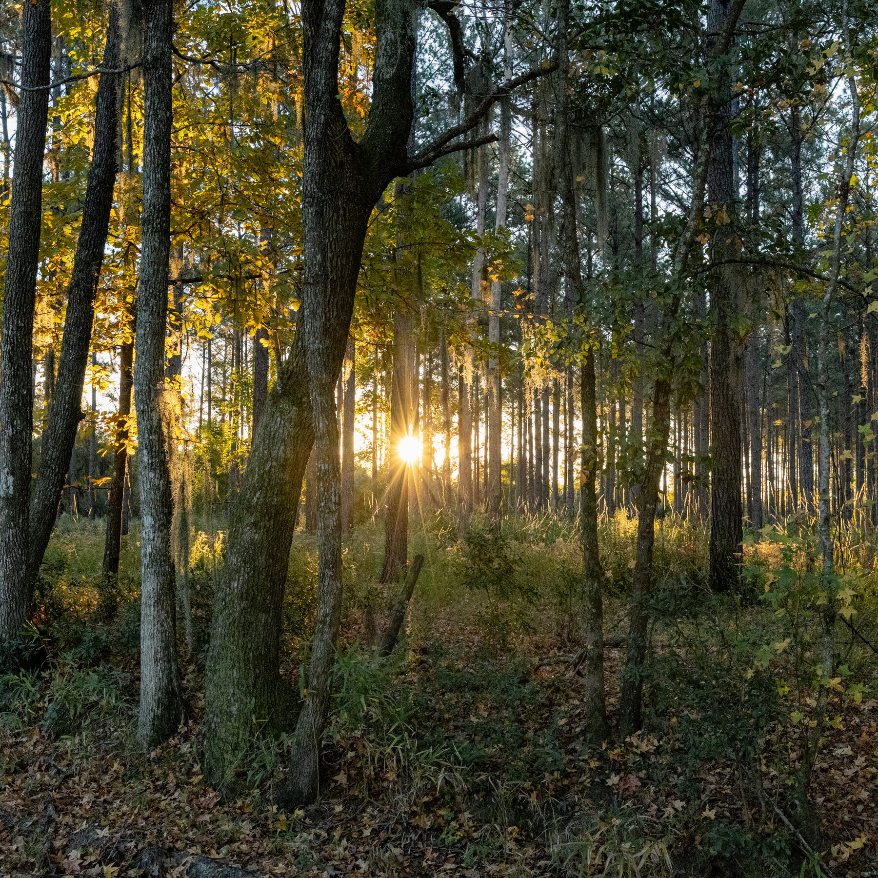 ‘Freedom Comes to My Mind’: Preserving a Family Legacy and Land in South Carolina