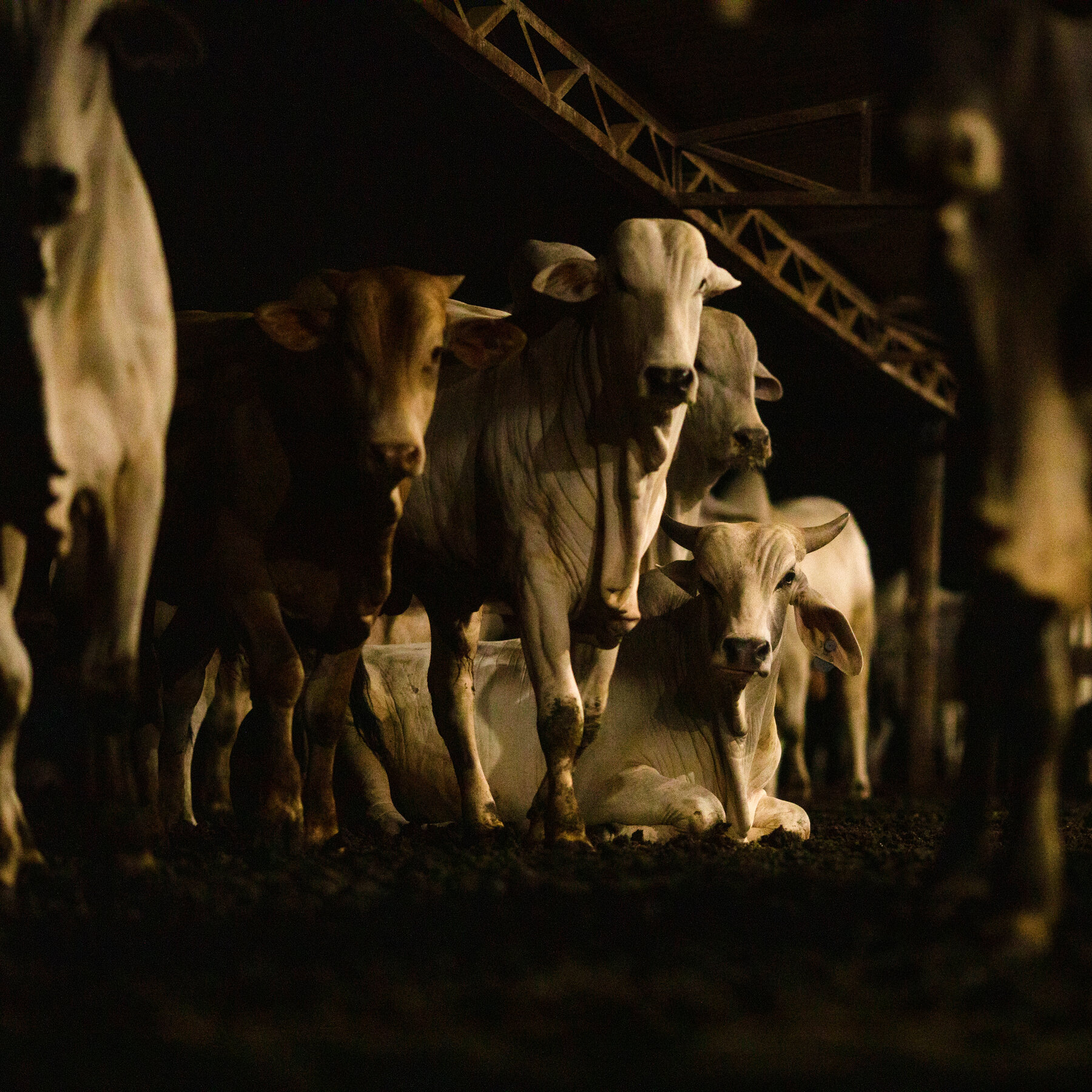 ‘Climate‑Friendly’ Beef Now Has to Prove It